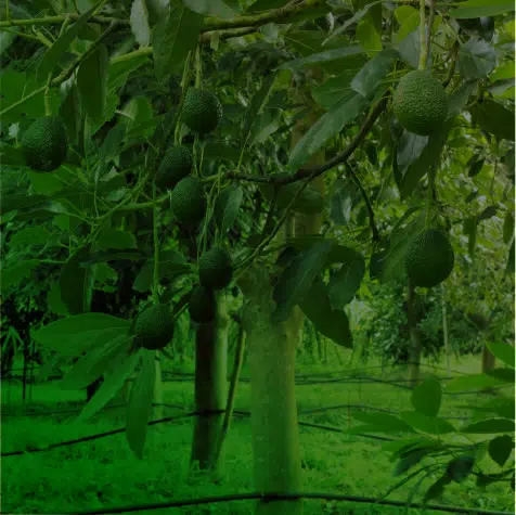Bio nutrient